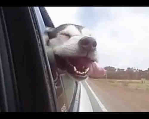 Смешные собаки в машине.